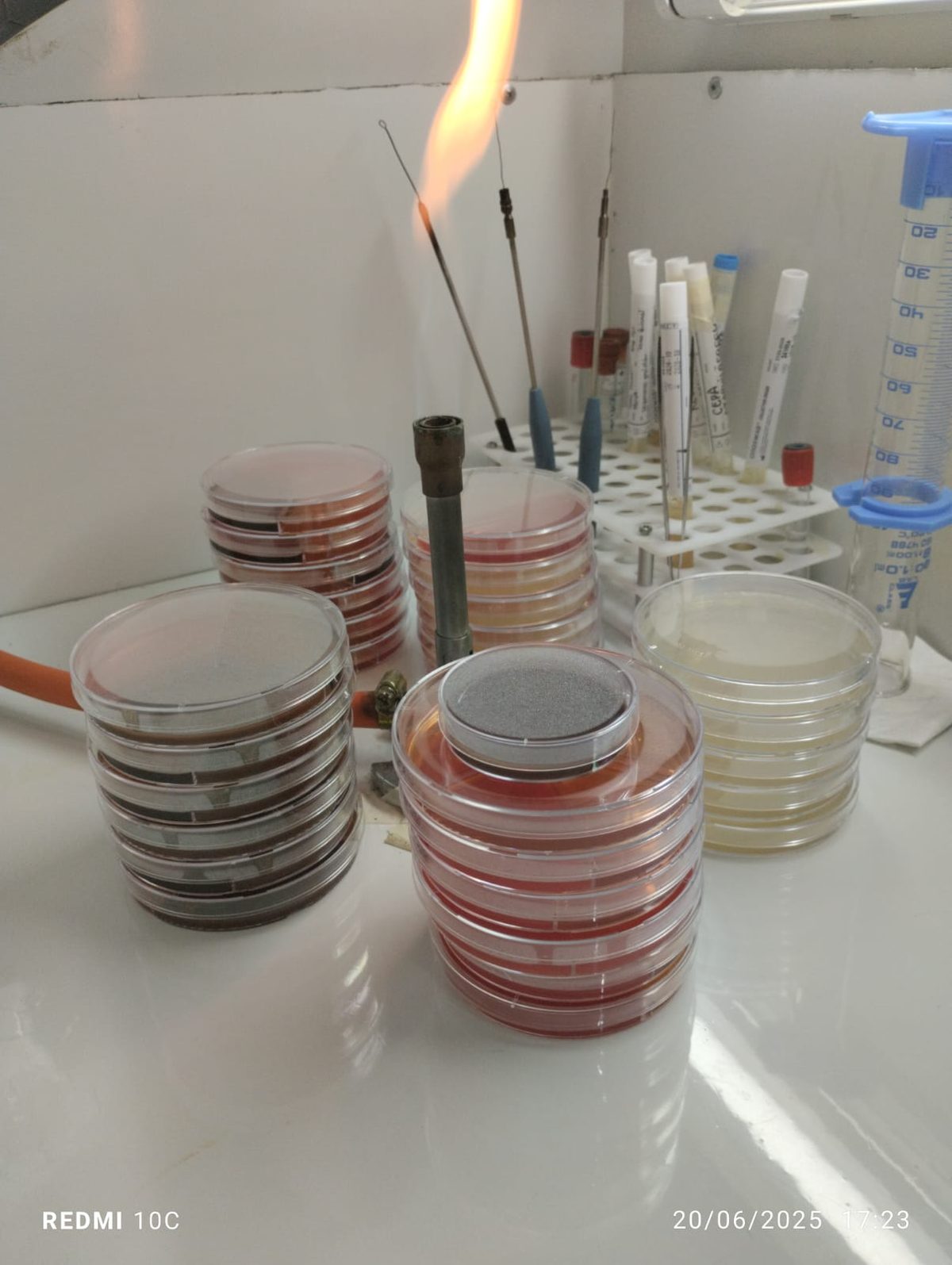 Cultivos microbiológicos en proceso de análisis